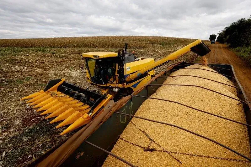 Imagem de compartilhamento para o artigo Atraso na colheita do milho preocupa produtores em MS, mas safra mantém expectativa de boa produtividade da MS Todo dia